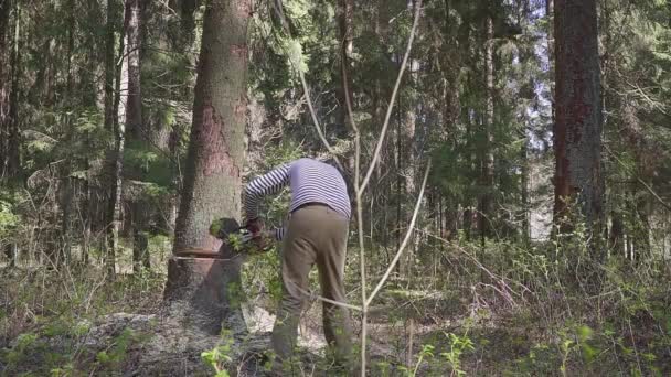 Een logger is een sparren aan het omzagen met een grote kettingzaag. — Stockvideo