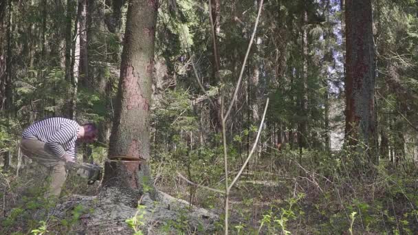 Een houthakker is een spar aan het omzagen met een grote kettingzaag. Illegale houtkap — Stockvideo