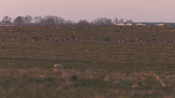 's Avonds voeden wilde ganzen zich op het veld — Stockvideo