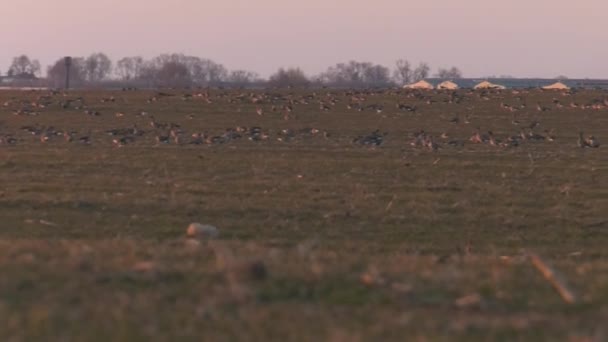 夕方になると野生のガチョウが畑に餌をやり — ストック動画