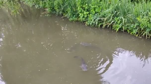 川の中のソムの大きな魚。釣りに行く時間だ. — ストック動画