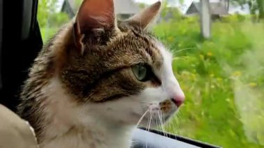 Kedi arabaya biner ve pencereden dışarı bakar.