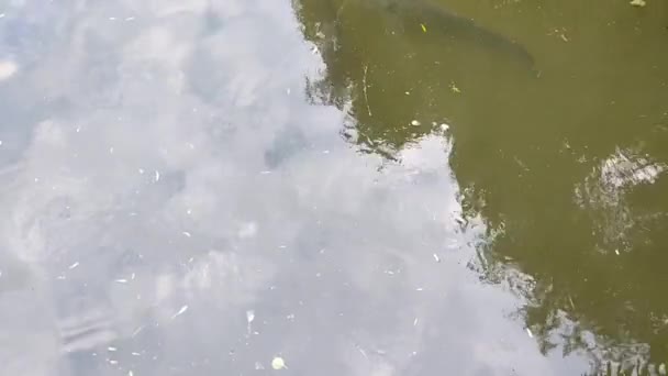 Un grosso pesce del som nel fiume. Il suo tempo di andare a pesca. — Video Stock