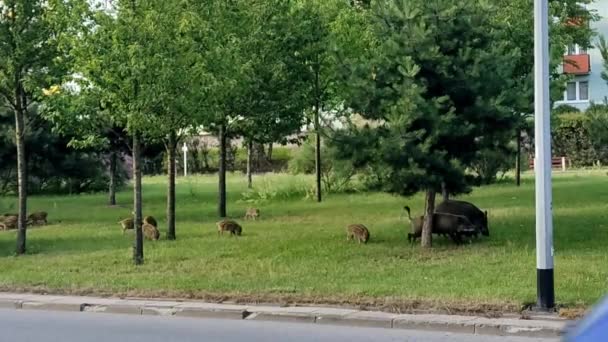 Dzikie w mieście Gdynia. Dziki spacer wzdłuż drogi — Wideo stockowe