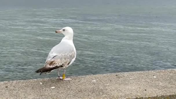 Zeemeeuw op de zeepromenade — Stockvideo