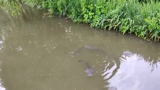 Un peşte mare de som în râu. E timpul să mergem la pescuit . — Videoclip de stoc