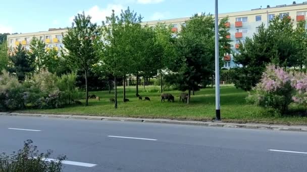 Salvaje en la ciudad Gdynia. Paseo salvaje por el camino — Vídeo de stock