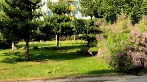 Salvaje en la ciudad Gdynia. Paseo salvaje por el camino — Vídeo de stock