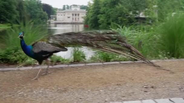 Peacock in a park in Warsaw — Stock Video