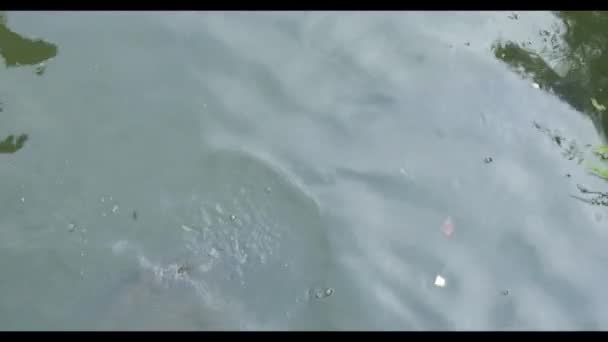 Duży karp skacze z wody w stawie — Wideo stockowe