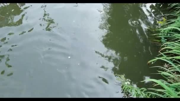 A large carp jumps out of the water in a pond — Stock Video