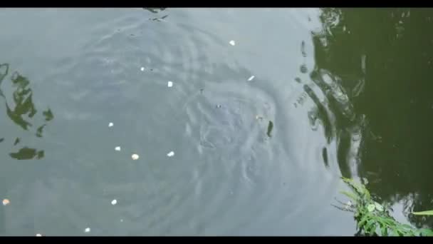 Uma grande carpa salta da água em uma lagoa — Vídeo de Stock