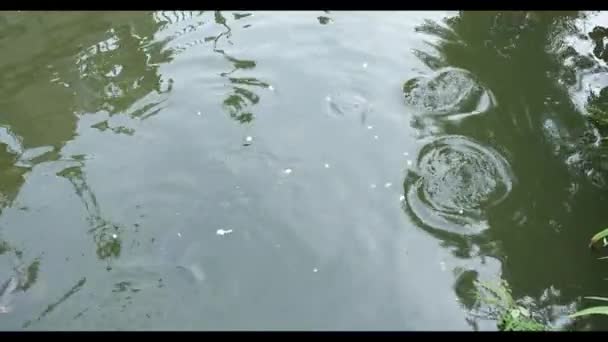 Een grote karper springt uit het water in een vijver — Stockvideo