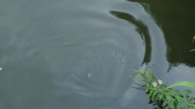 Büyük bir sazan gölette sudan atlıyor.