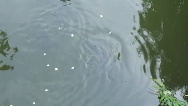 Een grote karper springt uit het water in een vijver — Stockvideo