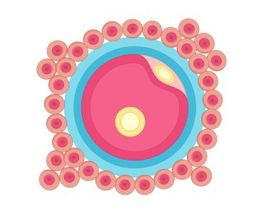 insan hücreleri gösteren resim