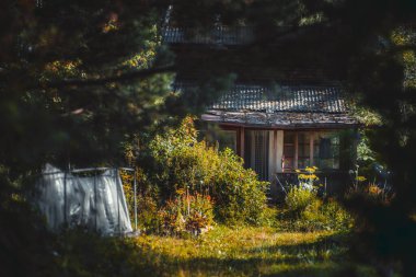Gölgeler üreten ağaçlarla çevrili rahat bir bahçe ve kompozisyon teneffüsünde eski bir ahşap yazlığın verandası, kısmen bitkilerle gizlenmiş bir çatı, güneşli bir gün.