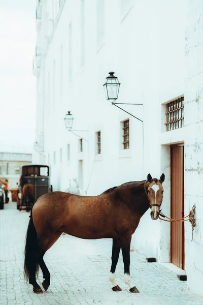 Verticaal Schot Van Een Prachtig Goed Verzorgd Paard Van Een — Stockfoto