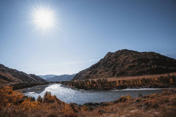 黄色の木々 原生林 川岸の尾根 澄んだ青い空の太陽のフレアを反映した川が流れるアルタイ山脈の見事な秋の広角風景 — ストック写真