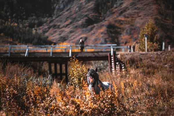 Podzimní Horská Krajina Selektivním Zaměřením Koně Popředí Obklopená Zažloutlou Vysokou — Stock fotografie