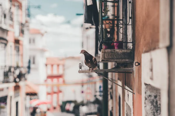 Widok Bliska Płytką Głębią Pola Typowej Portugalskiej Ulicy Zabytkowymi Domami — Zdjęcie stockowe