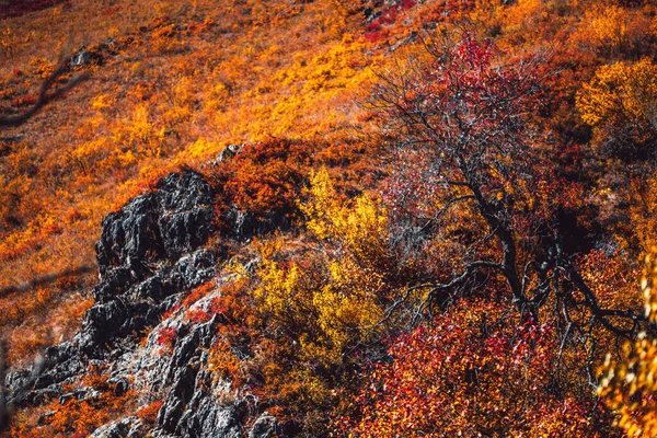 Μια Πλαγιά Του Λόφου Στα Βουνά Του Φθινοπώρου Κατάφυτη Κιτρινισμένα — Φωτογραφία Αρχείου