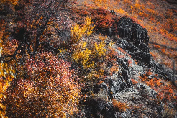 Μια Βουνοπλαγιά Κατάφυτη Κιτρινισμένα Και Πορτοκαλιά Ιθαγενή Χόρτα Βράχους Αποπνικτικό — Φωτογραφία Αρχείου