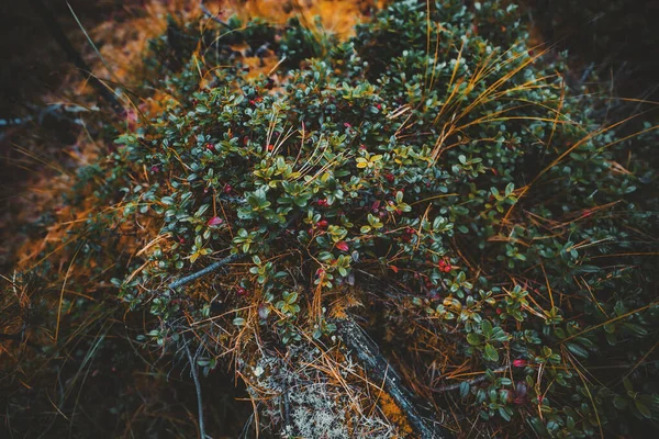 深いタイガの森の中に赤い果実を持つリンゴンベリーの低い常緑低木の浅い深さのフィールドを持つクローズアップビュー異なる苔に囲まれ 地面に針を針葉樹 — ストック写真