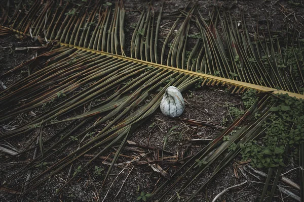 Pohled Zelenou Palmovou Větev Zemi Vedle Malý Scvrklý Meloun Tropické — Stock fotografie