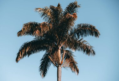 Berrak mavi gökyüzüne karşı parlak güneş ışığına sahip uzun tropikal palmiye ağaçları canlı doğal dokusu ve dingin tatil atmosferiyle ılık bir minimalist yaz sahnesi yaratıyor.