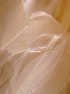 Pembe-bej tek renkli kaz tüyü grubu natürmort..