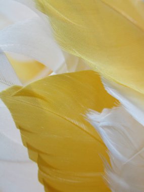 Hareketsiz beyaz ve sarı kaz tüyü grubu yakın çekim 