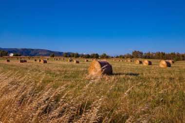 Have balya zaman hasat adlı alanları