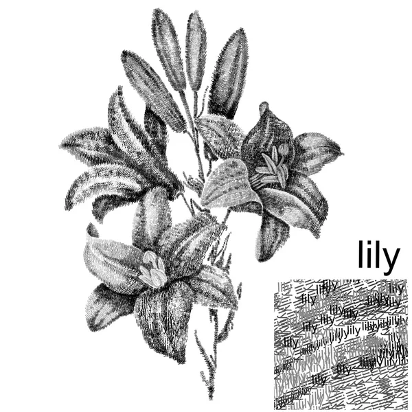 字百合百合 — 图库照片