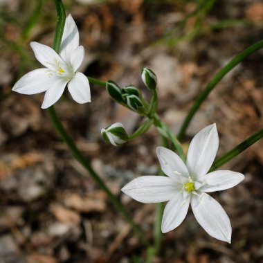 İki bahar orman beyaz çiçekler.