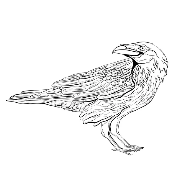 Black Raven. Boceto pájaro Ilustración de stock