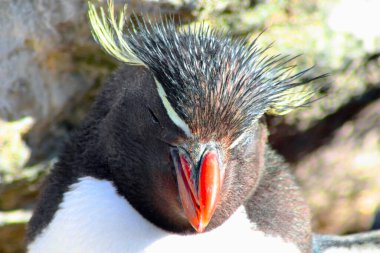 Güney Rockhopper Pengueni 'nin portresi New Island, Falkland Adaları, Malvinas