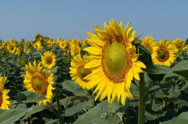Ayçiçeği tarlası. Çiçeklerin bol olması.