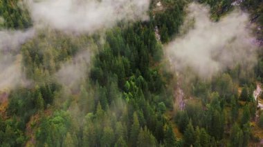 Puslu bulutlarla kaplı yemyeşil ormanları keşfediyorlar.