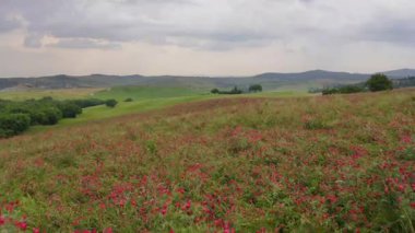 Baharda bir yamaçta rengarenk kır çiçeklerini keşfetmek