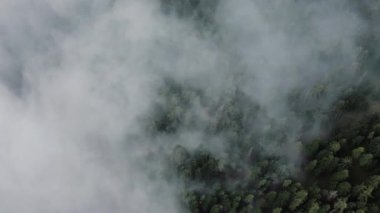 Sabahın erken saatlerinde puslu orman manzarası