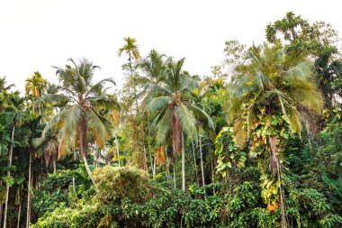 Tropik palmiye ağaçları