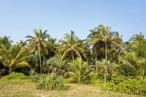 Palmeras tropicales — Foto de Stock