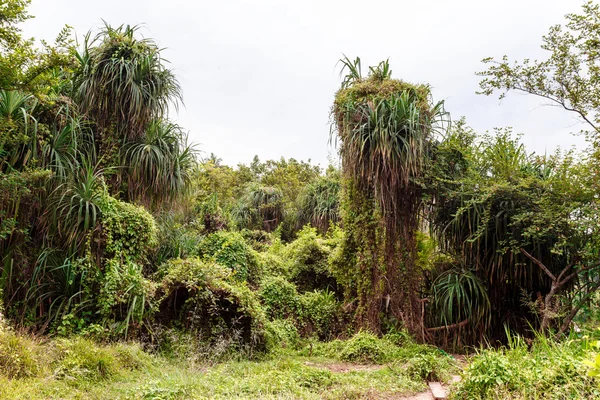 Palme tropicali — Foto Stock