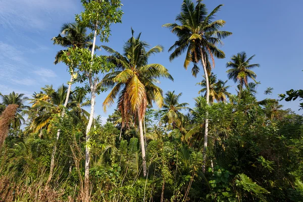 Palmeras tropicales — Foto de Stock
