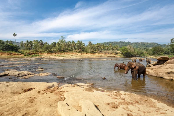 Elefantes bañándose en el río . — Foto de Stock