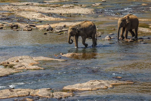 Olifanten die in de rivier zwemmen. — Stockfoto