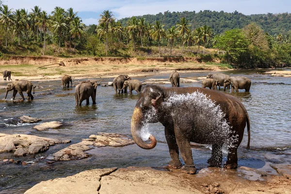 Elefantes bañándose en el río . — Foto de Stock