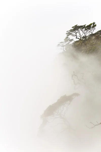 Paisaje en el Parque Nacional Horton Plains, Sri Lanka . — Foto de Stock