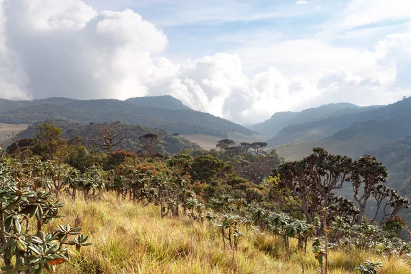 Paesaggio nel Parco Nazionale delle Pianure di Horton, Sri Lanka . — Foto Stock